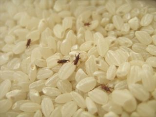 米の害虫